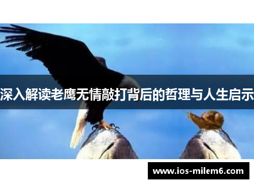 深入解读老鹰无情敲打背后的哲理与人生启示